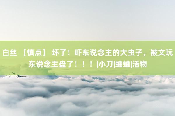 白丝 【慎点】 坏了！吓东说念主的大虫子，被文玩东说念主盘了！！！|小刀|蛐蛐|活物